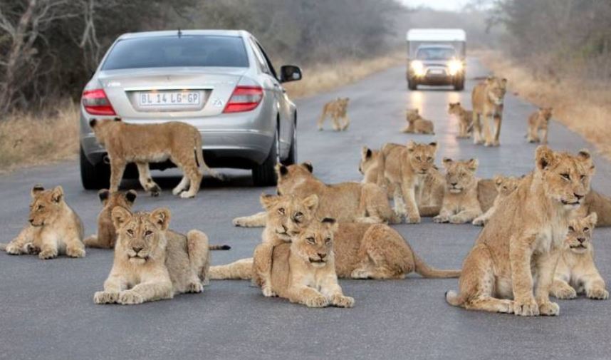 عکس/ هجوم گله‌ شیرها به جاده!