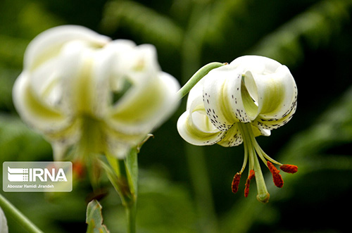 شکفتن کمیاب‌ترین گل جهان در گیلان + تصاویر