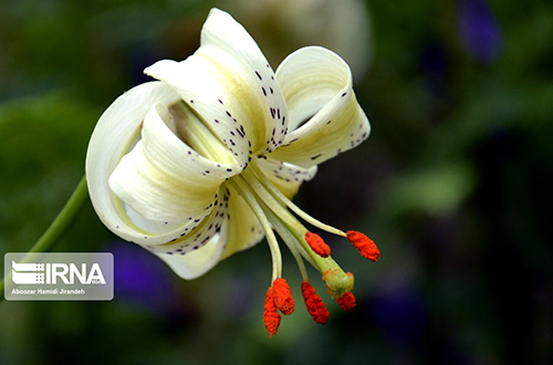 شکفتن کمیاب‌ترین گل جهان در گیلان + تصاویر