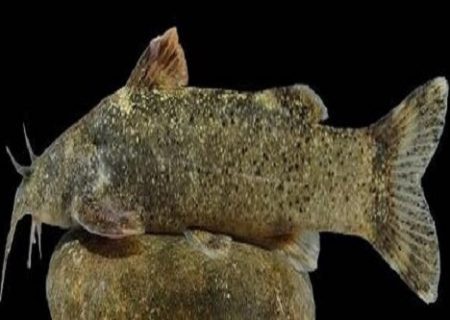 کشف گونه جدید ماهی به نام «علی دایی»/ عکس