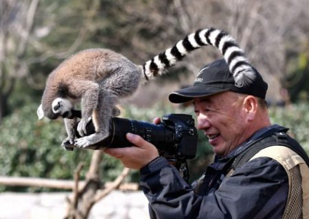 علاقه یک میمون به دوربین عکاسی /عکس