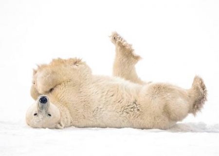 خرس قطبی کانادا/ عکس
