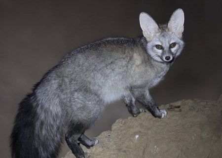 عکسی منحصربفرد از شاه روباه ایرانی