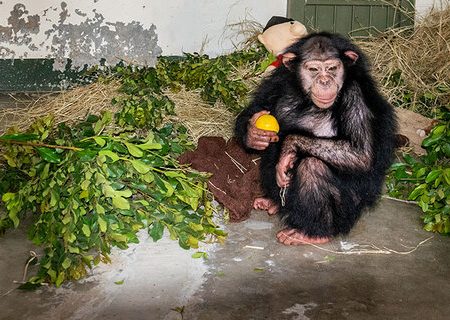 باران شامپانزه ایرانی در کنیا کشته شد