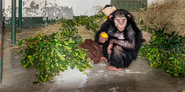 باران شامپانزه ایرانی در کنیا کشته شد