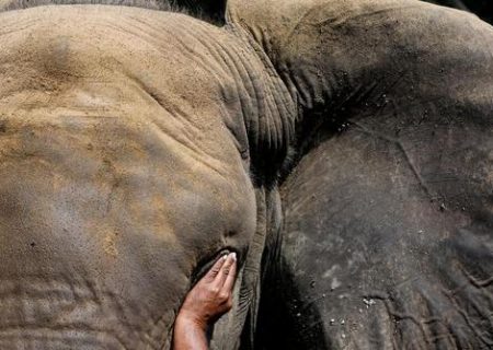 مداوای چشم یک فیل در باغ وحش پاکستان/ عکس