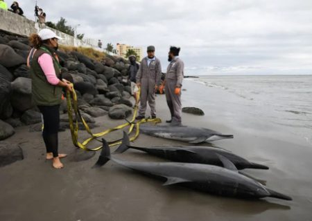 مرگ دلفین ها در سواحل مکزیک /عکس
