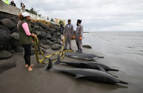 مرگ دلفین ها در سواحل مکزیک /عکس