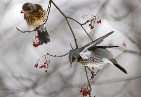 پرندگان در باغ گیاه شناسی مسکو /عکس