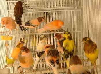 ایران پرندگان زینتی به کشور‌های عربی صادر می‌کند