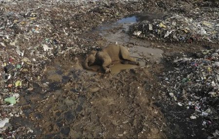تلف شدن فیل ها در اثر آلودگی زباله های پلاستیکی در سریلانکا/ عکس