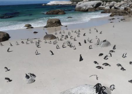 پنگوئن های آفریقایی در ساحل کیپ تاون/عکس