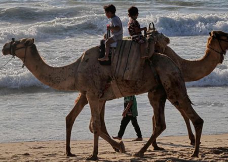 شترسواری در ساحل نواز غزه/ خبرگزاری فرانسه