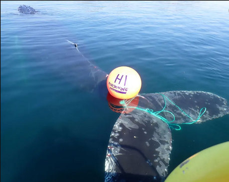 گرفتار شدن یک نهنگ در طناب در سواحل نروژ
