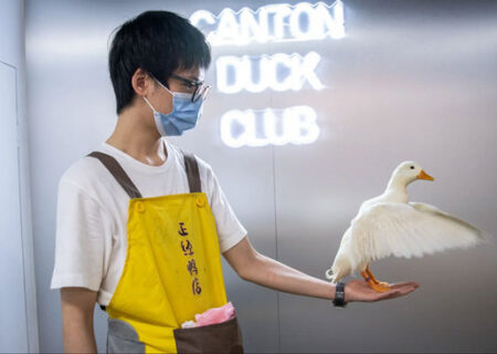 افتتاح نخستین فروشگاه اردک در گوآنگژو چین