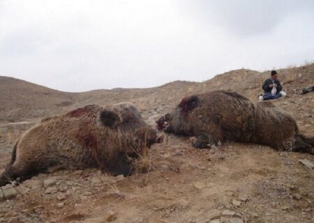 قتل عام گراز در ایران/سرو گوشت گراز در رستورانها