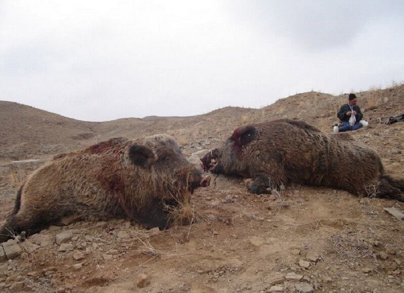 قتل عام گراز در ایران/سرو گوشت گراز در رستورانها