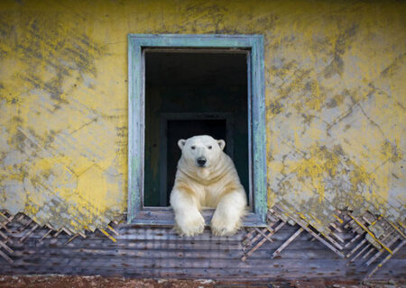 خرس قطبی در جزیره کوچک ” کولیوچین” روسیه