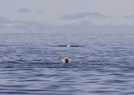 خرس قطبی در تعقیب نهنگ بلوگا در کانادا