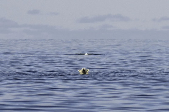 خرس قطبی در تعقیب نهنگ بلوگا در کانادا