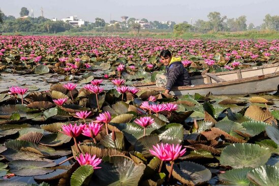 یک مزرعه گل نیلوفر آبی در “بوپال” هند
