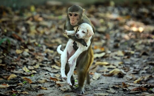 بازی میمون و سگ در پارکی در بنگلادش