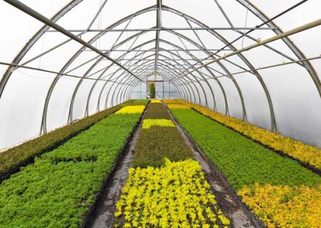 تسهیلات احداث گلخانه در اولویت مهم بانک کشاورزی