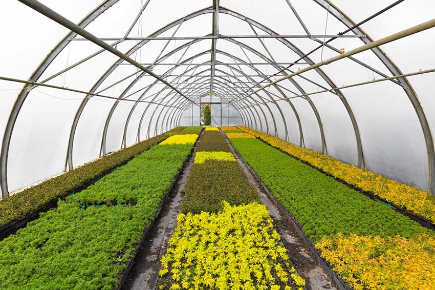 تسهیلات احداث گلخانه در اولویت مهم بانک کشاورزی